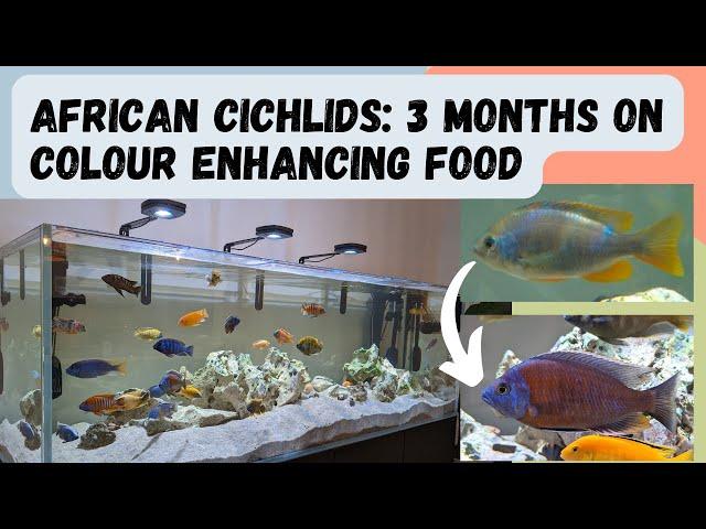 How to get African Cichlids to colour up: 3 months on colour enhancing food