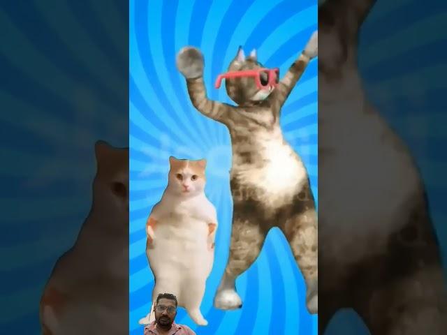 #catlover #funny #dog #pets #cat #animals #comedy #aircraft #techtics #smartphone #short