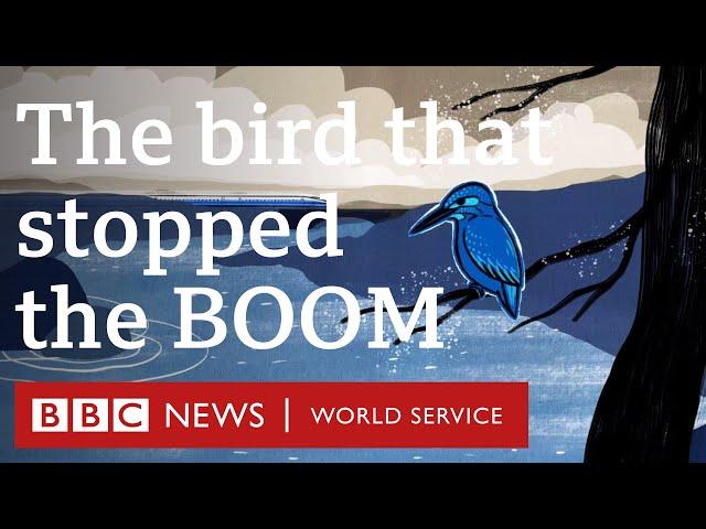 A kingfisher helped reshape Japan's bullet train - BBC World Service, 30 Animals podcast