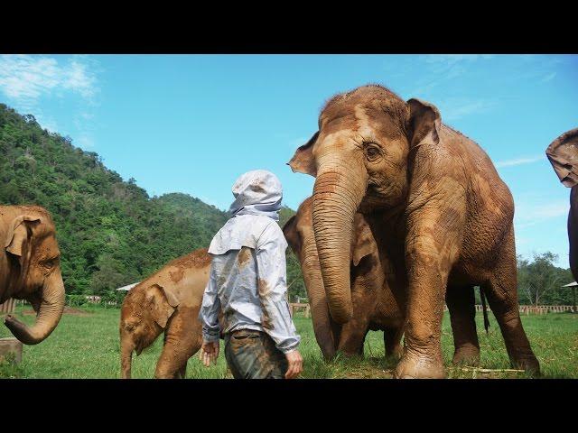 This Woman Rescued 200 Elephants - Elephant Nature Park