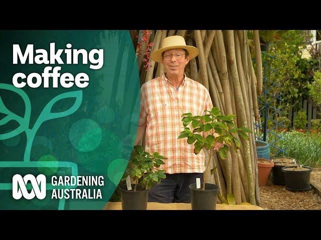 How to grow and roast coffee from scratch | Becoming self-sufficient | Gardening Australia