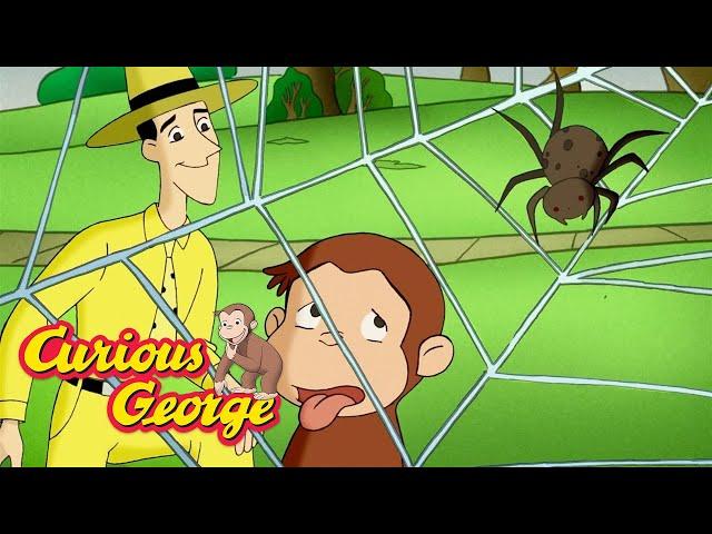 George Learn about Spiders!   Curious George  Kids Cartoon  Kids Movies