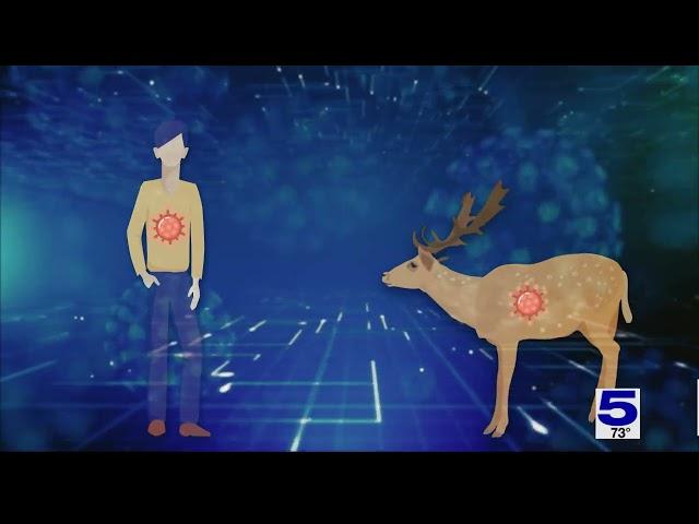 Biologists worry next COVID mutation can come from Texas deer