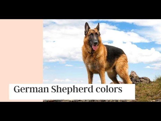 German Shepherd colors || German Shepherd colors black and silver