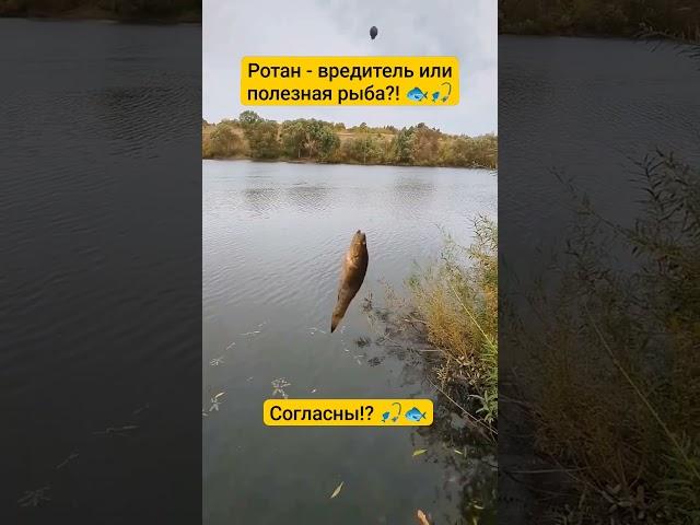 А вы как считаете!? Ротан полезная или вредная для водоема рыба!? #ротан #рыбалка #водоем