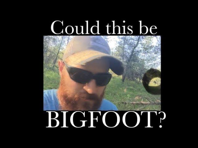 North Country Bigfoot????