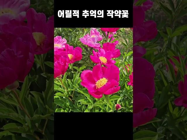 작약꽃의 추억이 있으신가요?#곰바위농장#작약#겹작약#홑작약