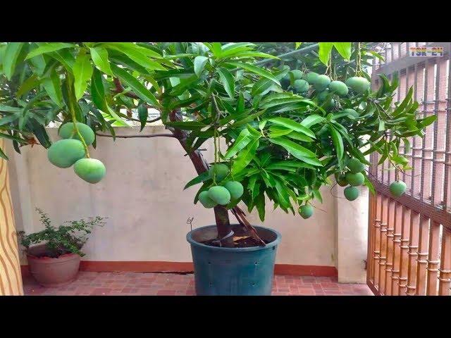 Top 10 fruits and vegetables you should plant in the house