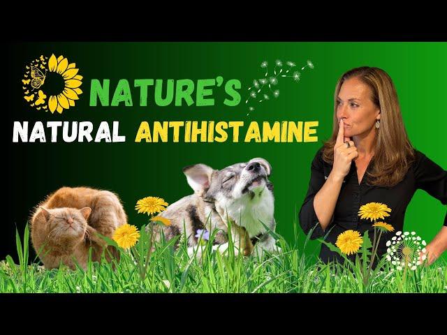 Quercetin for Dogs & Cats - Top Natural Antihistamine for Itchy Skin & Gut Health