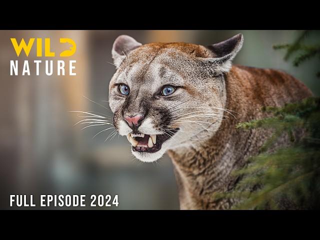 WILD SEQUOIA & KINGS CANYON | Mysterious Predators Beneath the Giant Trees | Animal documentary