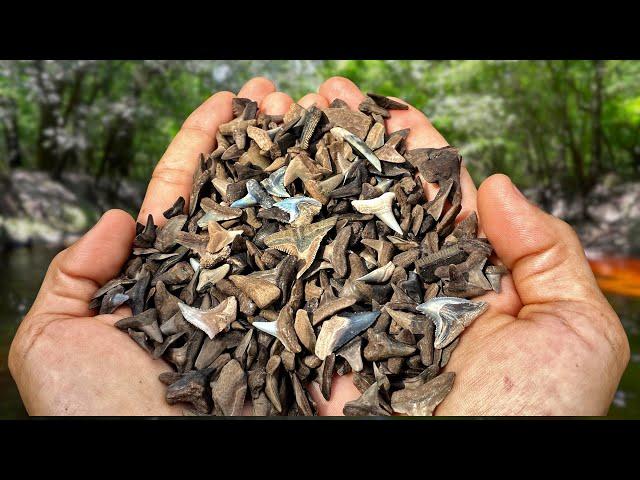 We Found Over a THOUSAND Shark Teeth in a Florida Swamp! - Fossil Hunting Challenge