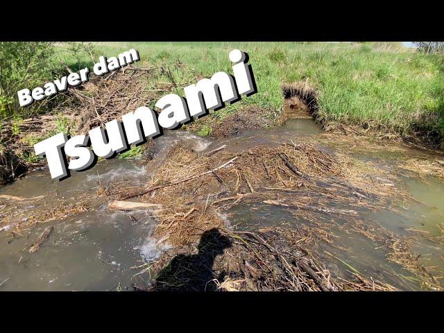 Beaver Dam Removal Compilation. Tsunami.