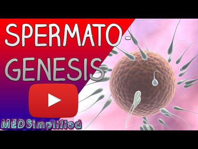 Spermatogenesis Made Easy