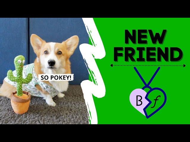 DOG PRANKS BROTHER! #prank #corgi