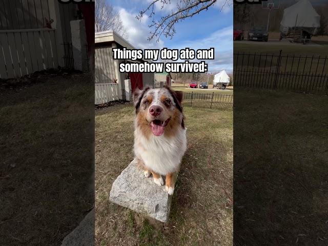 & he’ll do it again #australianshepherds #aussies #funny #yt #shorts #fyp #funnypuppy #funnydogs