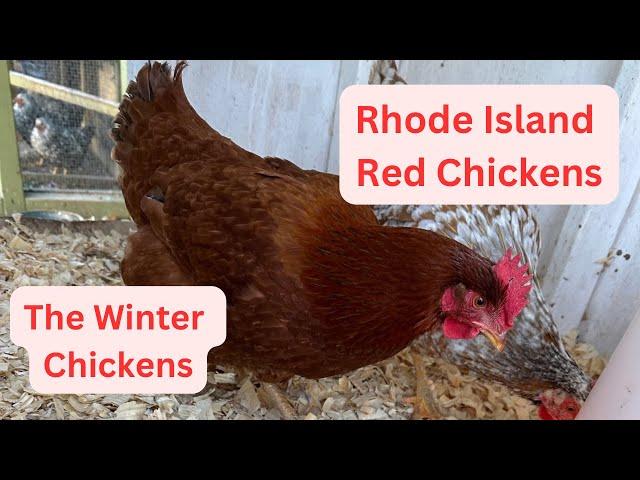 RHODE ISLAND REDS: The Winter Chicken