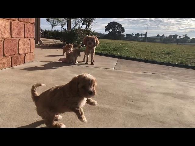 Cavoodle puppies playing!