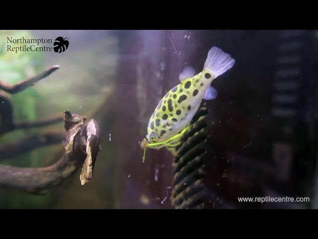 Feeding River Shrimp to Green Spotted Pufferfish (Tetraodon nigroviridis)