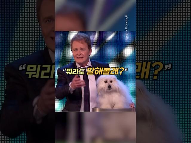 세계 최초 4개 국어 강아지