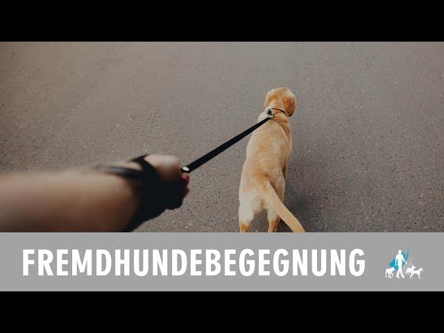 Fremdhundebegegnung- wo fängt man eigentlich an zu trainieren?