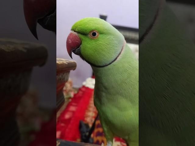 mittu ringneck parrot  #parrot #talkingparot #birds #talkingparrot #cute #pets #petbird