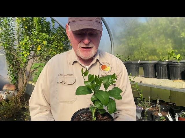 Growing Cold Hardy Citrus