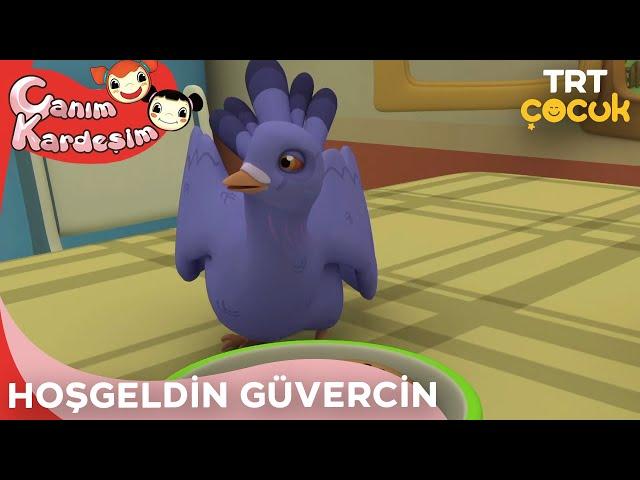 Canım Kardeşim - Hoşgeldin Güvercin