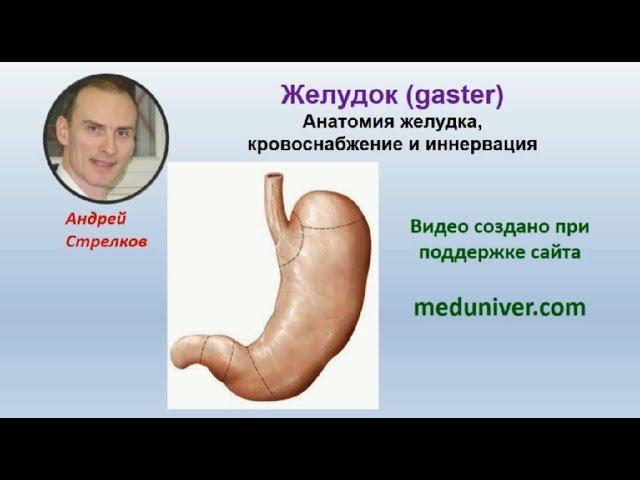 Анатомия желудка, кровоснабжение и иннервация - meduniver.com