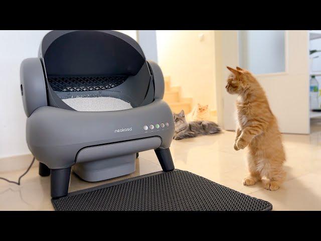 Funny Cats Reaction to New Neakasa M1 Automatic Litter Box!