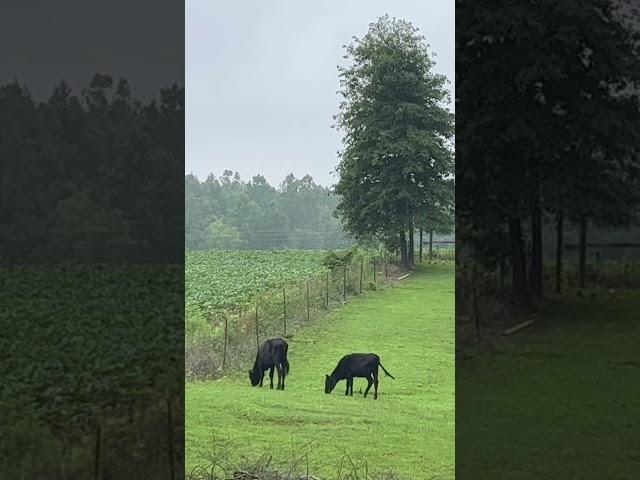 Grazing Away  Chamberlin Family Farms #cows #grazing #farming #homesteading