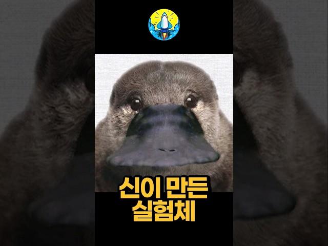 과학자들은 오리너구리에게서 아주 이상한 것을 발견했습니다.