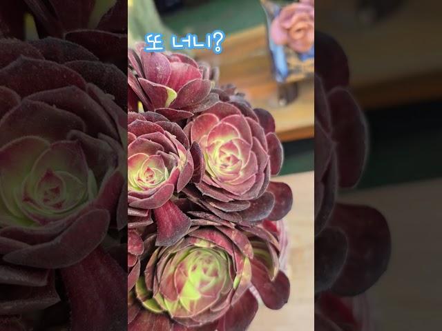 하월야금~또 다른 깔의 하월야~~이쁘다 이뻐~~ #박서진가수님  #광대 #에오니움 #냥이분 #시츄 #모카라떼ㅡ1004