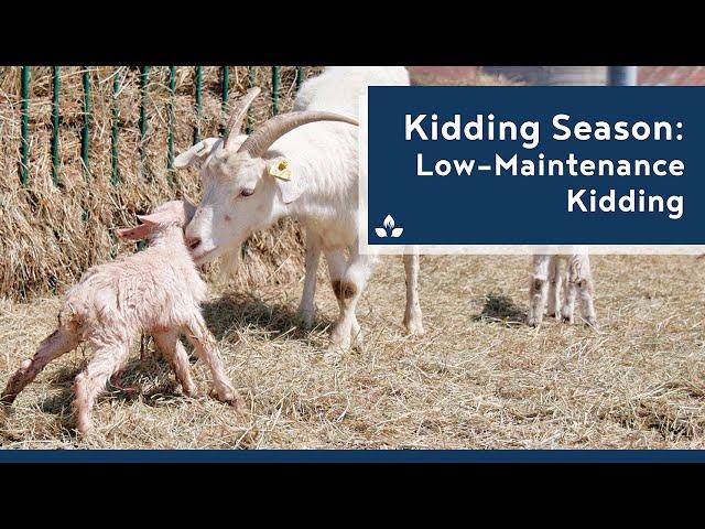 Kidding Season: Healthy and Low-Maintenance Kidding