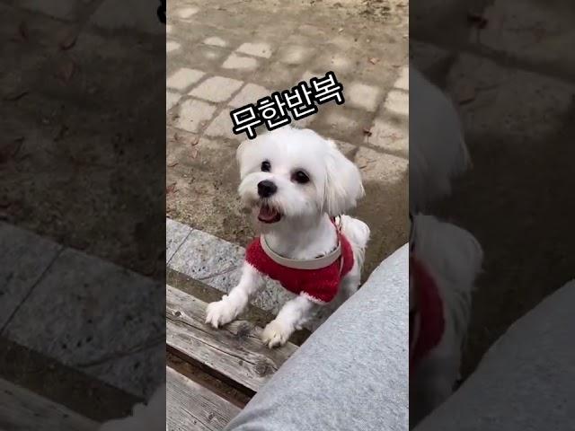 공놀이 좋아하는 강아지 무한반복~~~~~~~~ #강아지 #공놀이 #무한반복