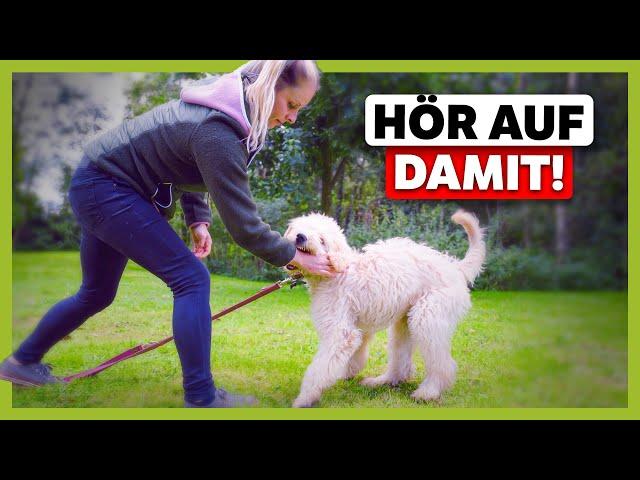 Hund nimmt dich NICHT ernst ► So löst du Missverständnisse in der Kommunikation | Live-Training