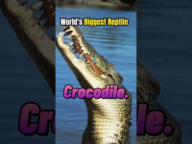 Biggest Reptile in the World | #reptiles #crocodile #biggest #largest #heaviest