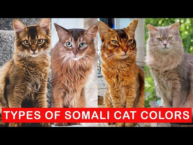 9 Types of Somali Cat colors / Types of Somali Cats