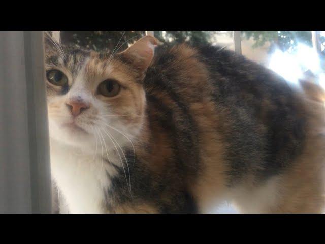 Le chat errant calico qui surveille constamment ma maison derrière le rideau est trop mignon 