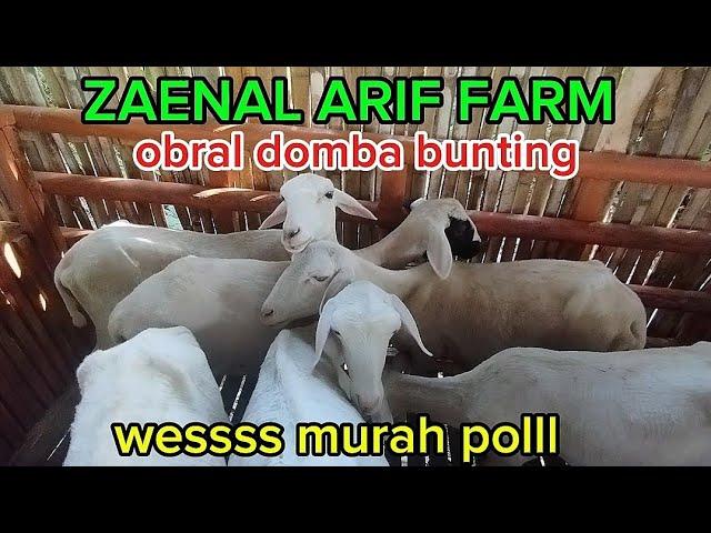 2 OKTOBER CEPAT DI ORDER MURAH MURAH DOMBA HARI INI WA 085735288008 zaenal arif farm kediri jatim