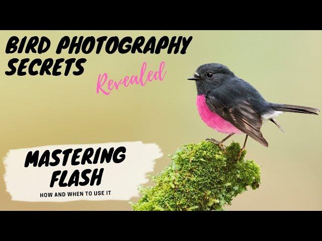 MASTERING FLASH - How & When to Use it - Bird Photography Secrets Revealed