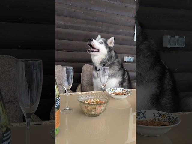 Пёсий отходняк