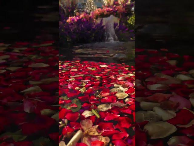 Aquatic Ballet of Petal Symphony: @kinoman4k's Sublime Ode to Floral Ephemera