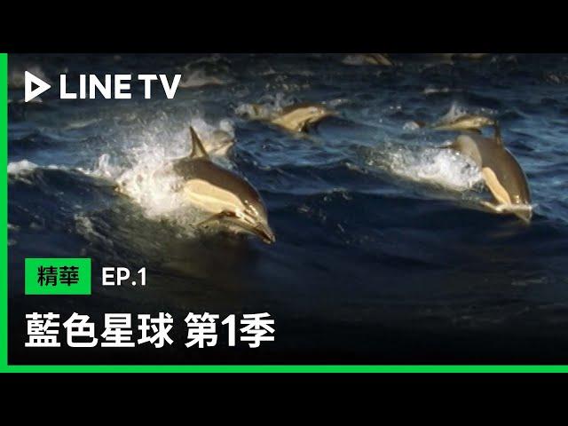 【藍色星球 第1季｜Blue Planet S1】EP1：海豚分工合作，製造出氣泡牆圍捕沙丁魚| LINE TV 共享追劇生活