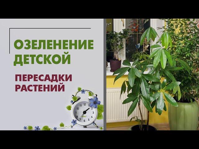 Озеленение детской. Пересадки растений. Шеффлеры, пахиры, фикусы, сингониум, алоказии. Сентябрь 2023