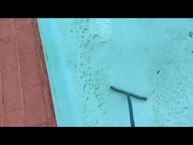 Pool care - Algae or Sand?