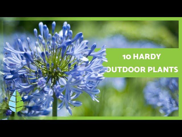 10 HARDY OUTDOOR PLANTS  that survive harsh SUN and the COLD