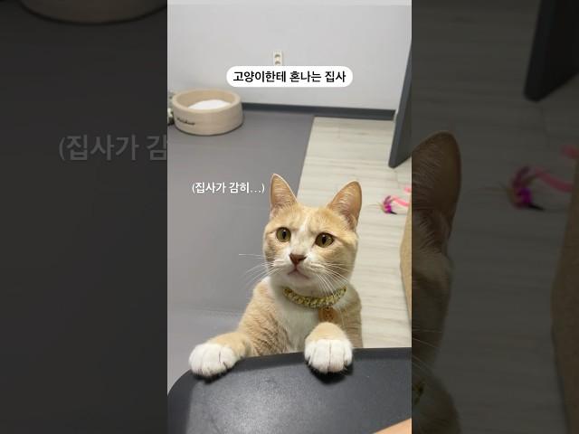 개냥이가 집사에게 서운할때 하는 행동은?