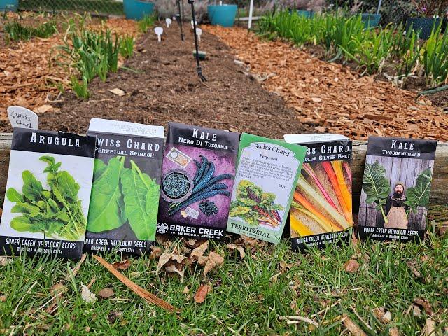 Planting Kale & Swiss Chard! YOU GOT THIS! PT1 #gardening #plantingseed #backyardgardening #planting