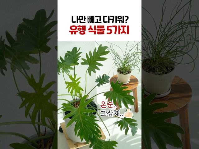 이대로 따라하면 우리집도 인스타 감성 완성!! | 키우기 쉬운 인기 식물 | 무늬몬스테라, 셀렘, 석송, 아단소니, 스프링골풀