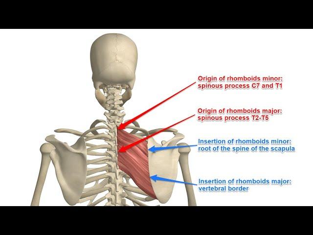 Two Minutes of Anatomy: Rhomboid Major and Rhomboid Minor (Rhomboids)